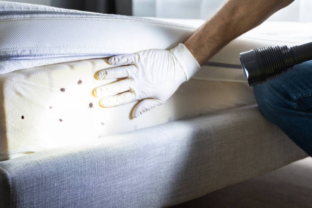 Best Affordable Pest Control Services  in Sparrow Bush, NY