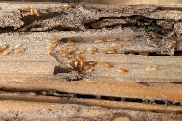 Best Flea Control Services  in Sparrow Bush, NY