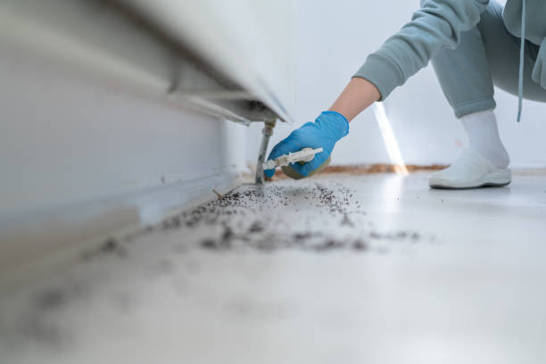 Best Termite Control Services  in Sparrow Bush, NY